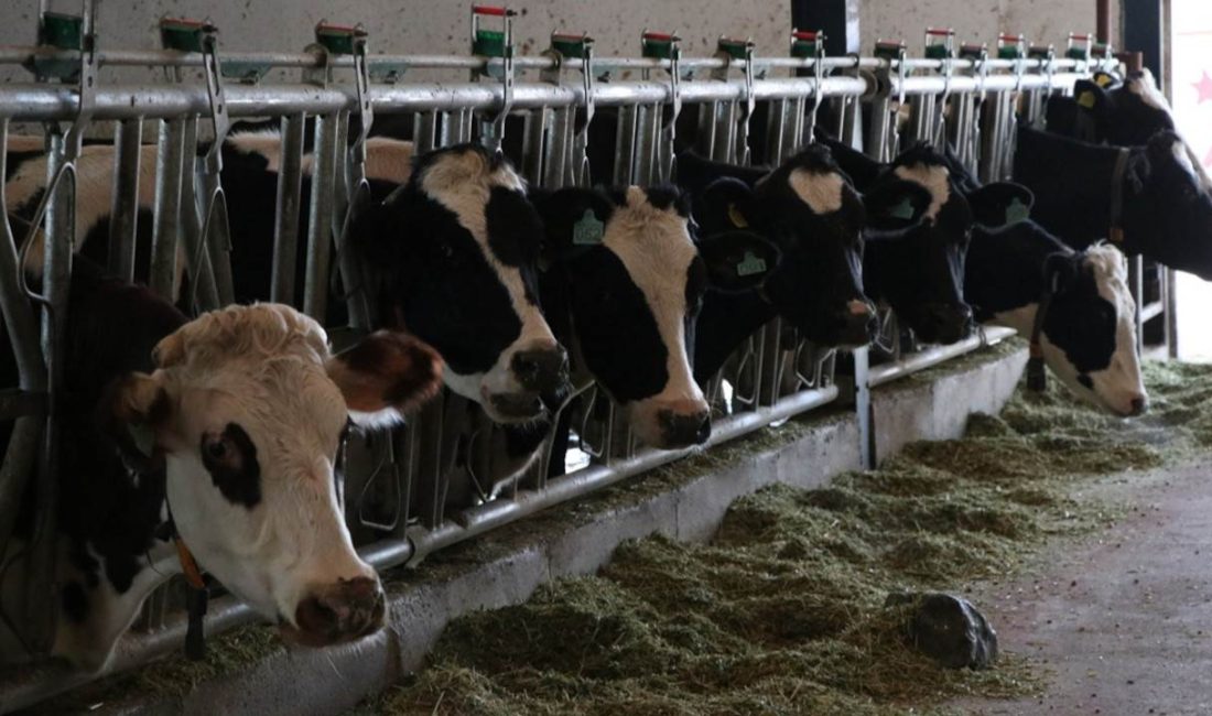 Tarım ve Orman Bakanlığı koordinesinde, Kahramanmaraş merkezli depremlerden etkilenen Dulkadiroğlu