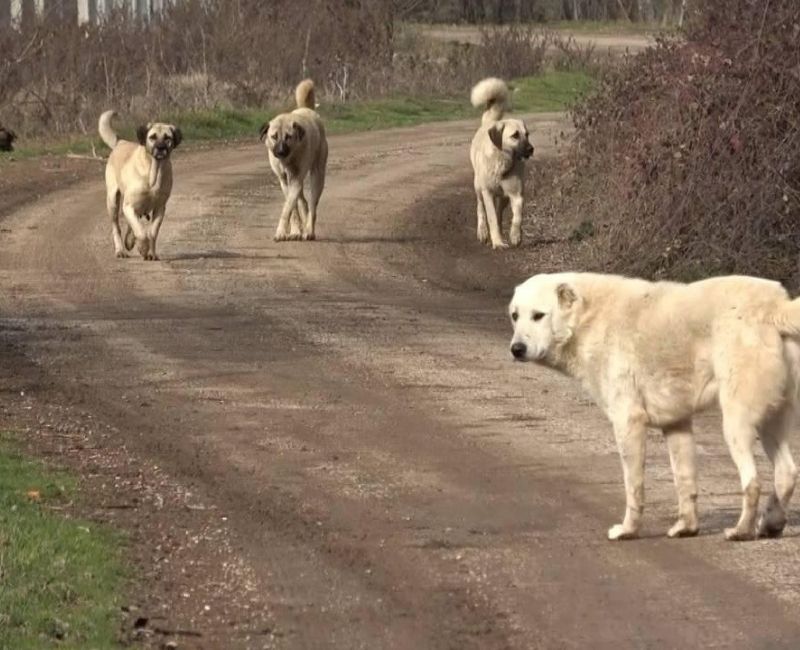 İçişleri Bakanı Ali Yerlikaya, başıboş köpekler hakkında yapılacak düzenlemeye dair
