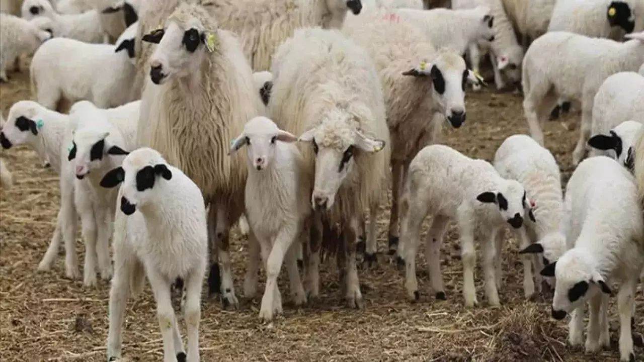Türkiye Damızlık Koyun Keçi Yetiştiricileri Merkez Birliği (TÜDKİYEB) Genel Başkanı