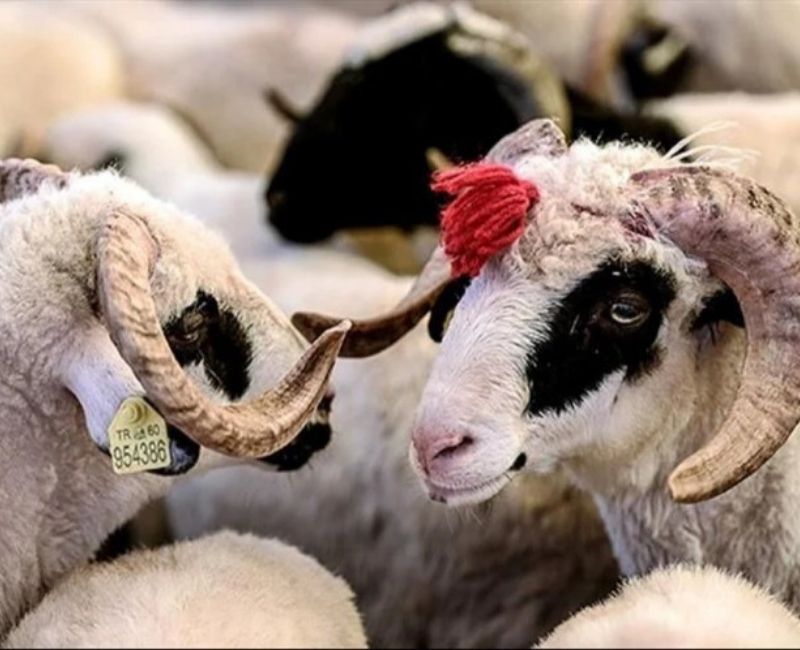 Kurban Bayramı yaklaşırken, vatandaşlar kurban ibadetlerini yerine getirme hazırlıklarına başladı.