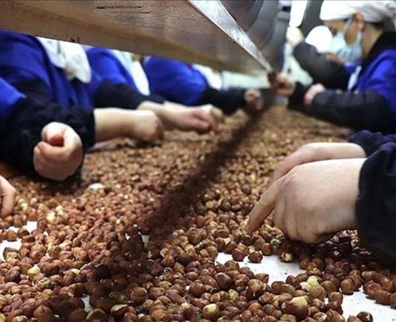 2024 yılında Toprak Mahsulleri Ofisi (TMO) tarafından fındık için belirlenen