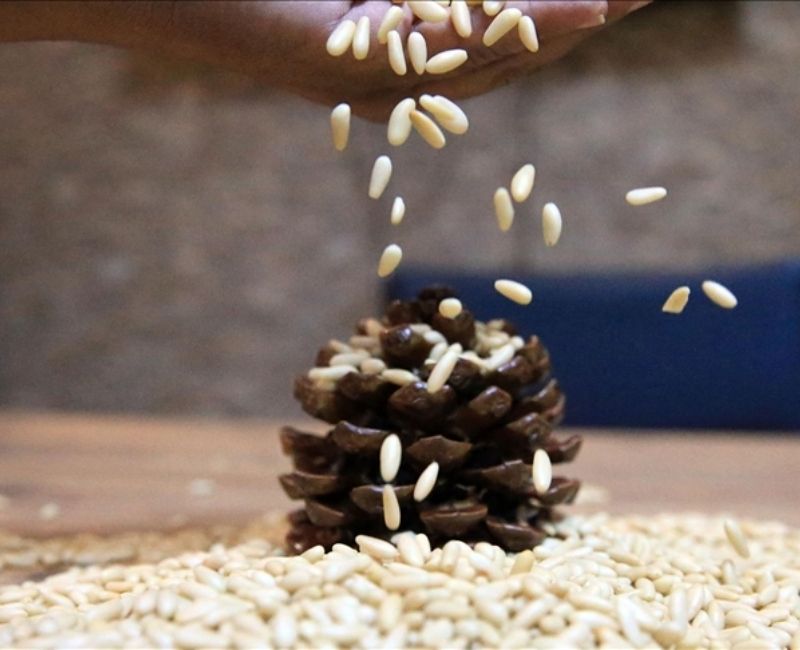 Tarım ve Orman Bakanı İbrahim Yumaklı, Aydın çam fıstığının Avrupa