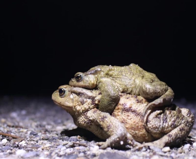 Türkiye’den ihraç edilen kurbağa bacakları, işlenmiş şekilde gönderildiğinde kilogram başına