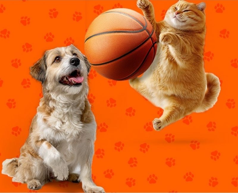 Kadın ve Erkek A Milli Basketbol Takımlarının resmi sponsoru olan