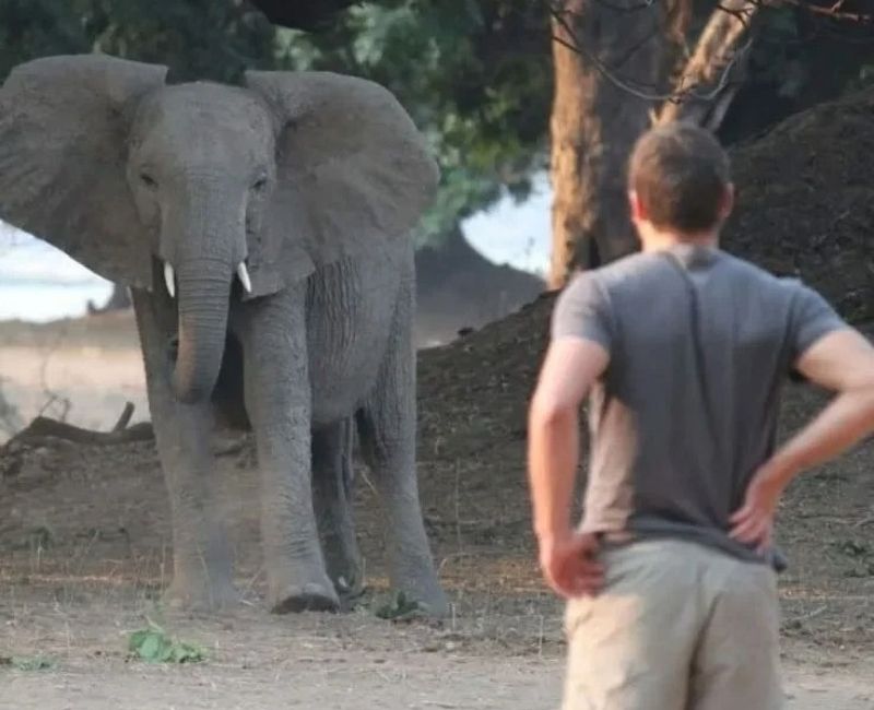 Güney Afrika'da trajik bir olay yaşandı. Gondwana Özel Doğal Yaşam