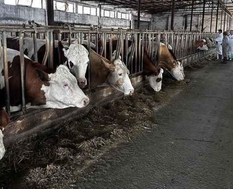 Tarım ve Orman Bakanlığı, şap hastalığının yayılmasını önlemek amacıyla geçici