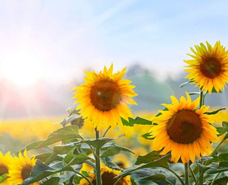 Silivri Belediyesi, yaklaşık 1.500 dekar alanda ayçiçeği hasadına başladı. Hasat