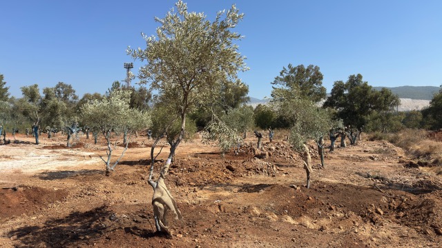 Santral sahalarındaki zeytin ağaçları bilimsel yöntemlerle yeni yerlerine taşındı
