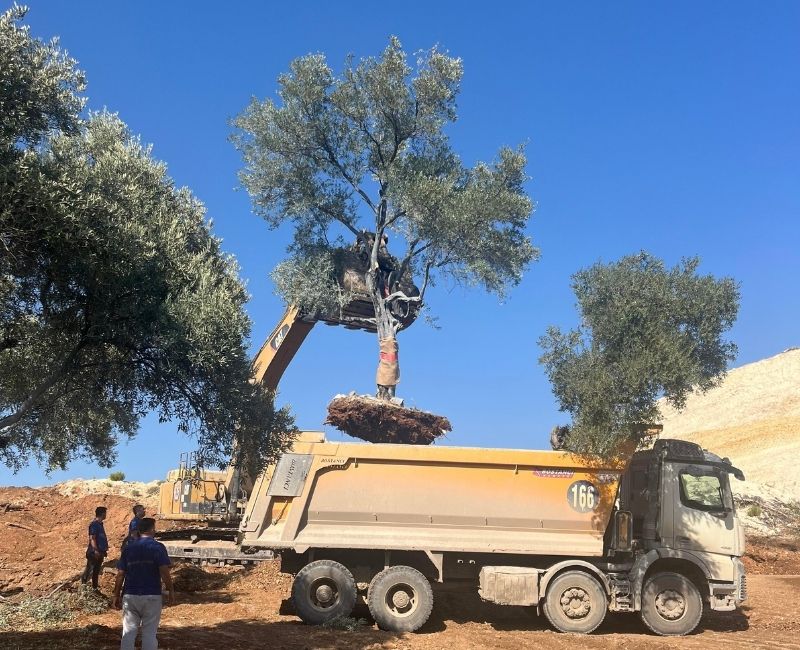 Muğla’daki santral sahalarında bulunan 151 zeytin ağacı yeni yerlerine taşındı.