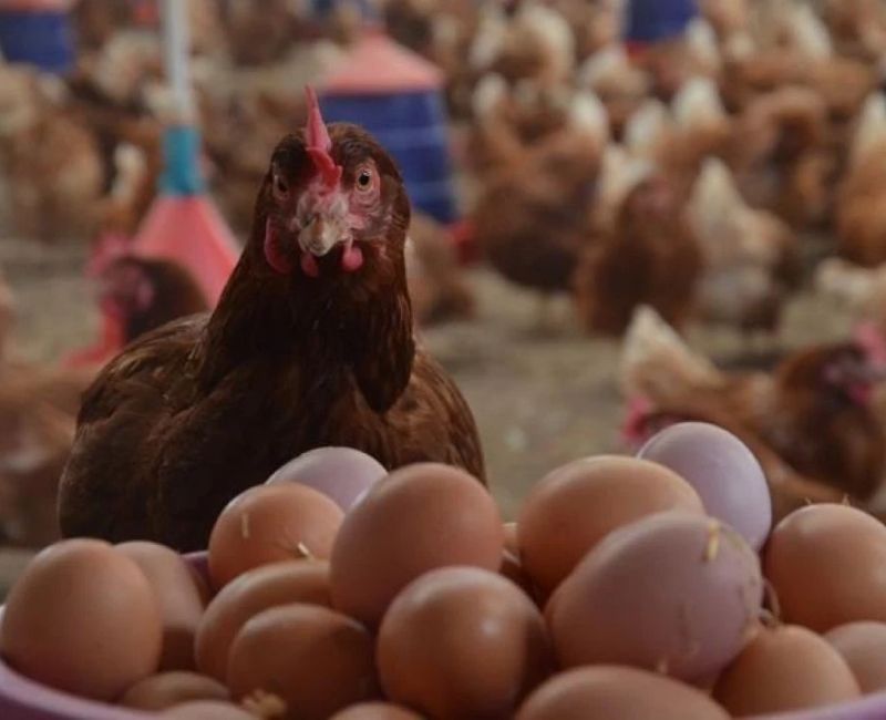 Geçen yıl Türkiye genelinde yaklaşık 20 milyon kanatlı hayvanın itlafına