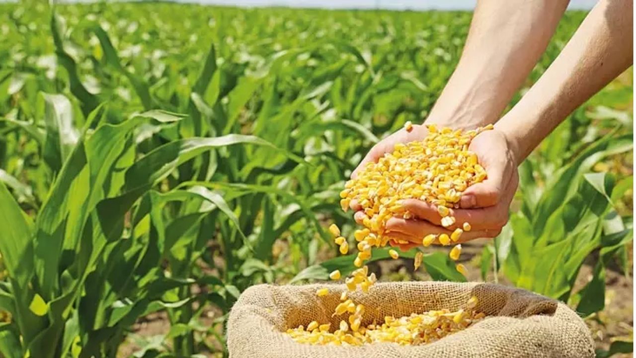 Cumhurbaşkanı Kararı’yla mısır ve arpa ithalatında sıfır gümrük uygulaması getirildi.