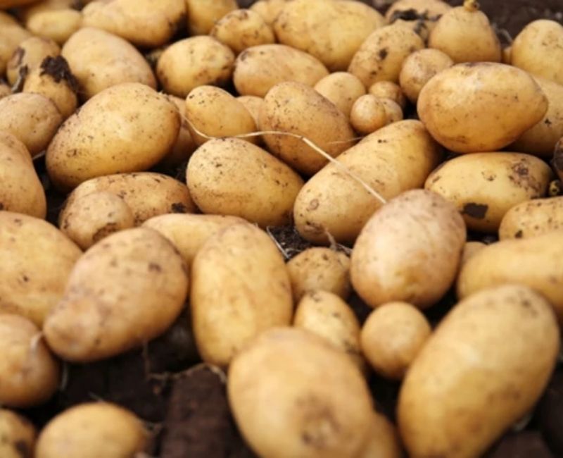 TZOB Genel Başkanı Şemsi Bayraktar, ekim ayında üretici ile market