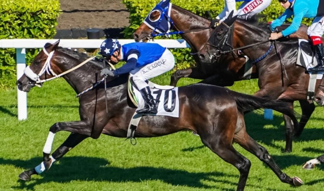 Türkiye Varlık Fonu (TVF), at yarışları üzerine bahis kabul etme