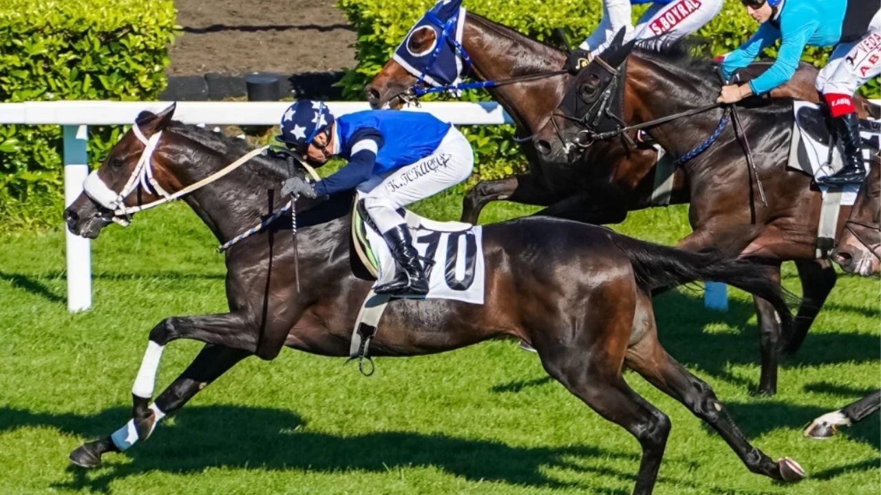 Türkiye Varlık Fonu (TVF), at yarışları üzerine bahis kabul etme
