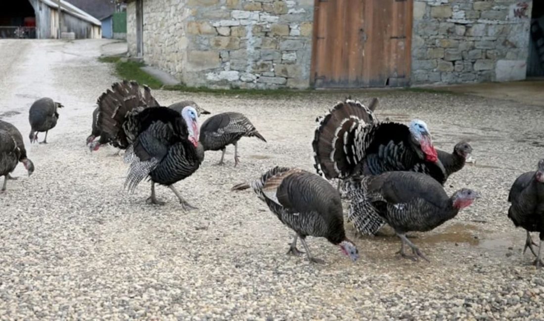 Karabük’ün Eflani ve Kocaeli’nin Kandıra ilçelerinde doğal ortamda yetiştirilen hindiler,