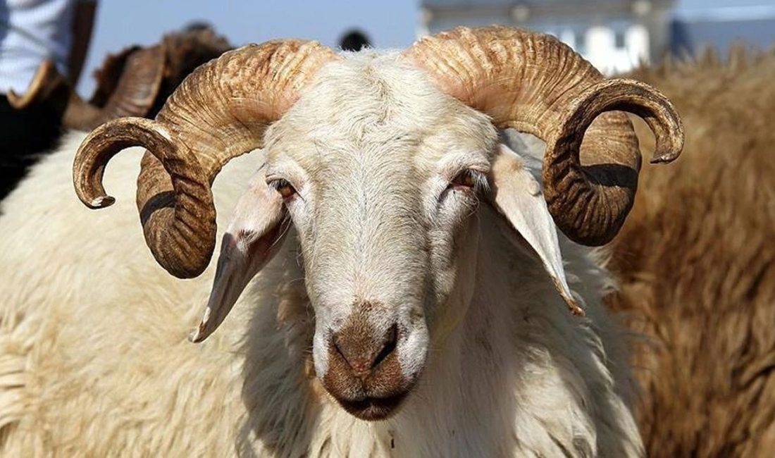 Tarımsal Üretim ve Küçükbaş Yetiştiricileri Genel Merkezi (TÜRKYED) Genel Başkanı