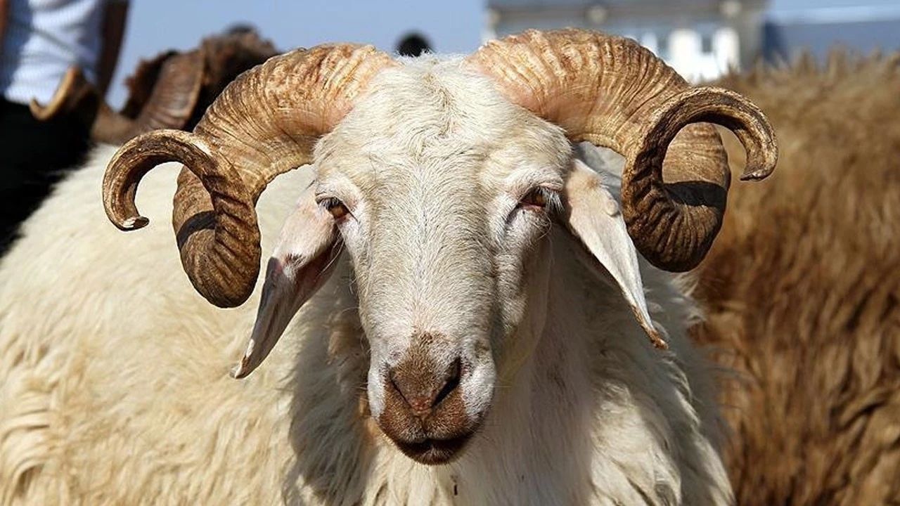 Tarımsal Üretim ve Küçükbaş Yetiştiricileri Genel Merkezi (TÜRKYED) Genel Başkanı