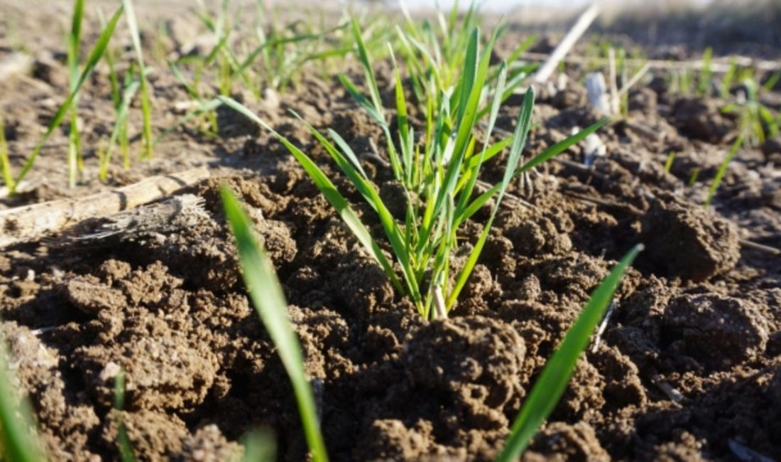 Toprak Mahsulleri Ofisi (TMO), yılın ilk "Fenolojik Değerlendirme Hububat ve