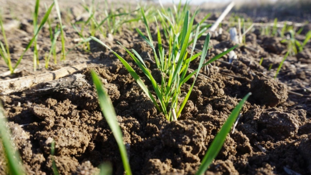 Toprak Mahsulleri Ofisi (TMO), yılın ilk "Fenolojik Değerlendirme Hububat ve