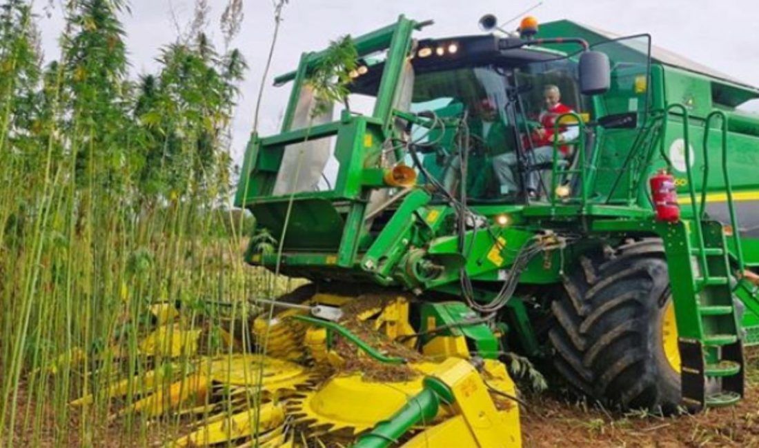 Tarım ve Orman Bakanlığı, kenevir üretimine ilişkin mevzuatta kapsamlı değişiklik