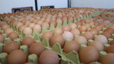 Yumurta fiyatlarında her yıl mayıs ayında görülen düşüş süreci bu