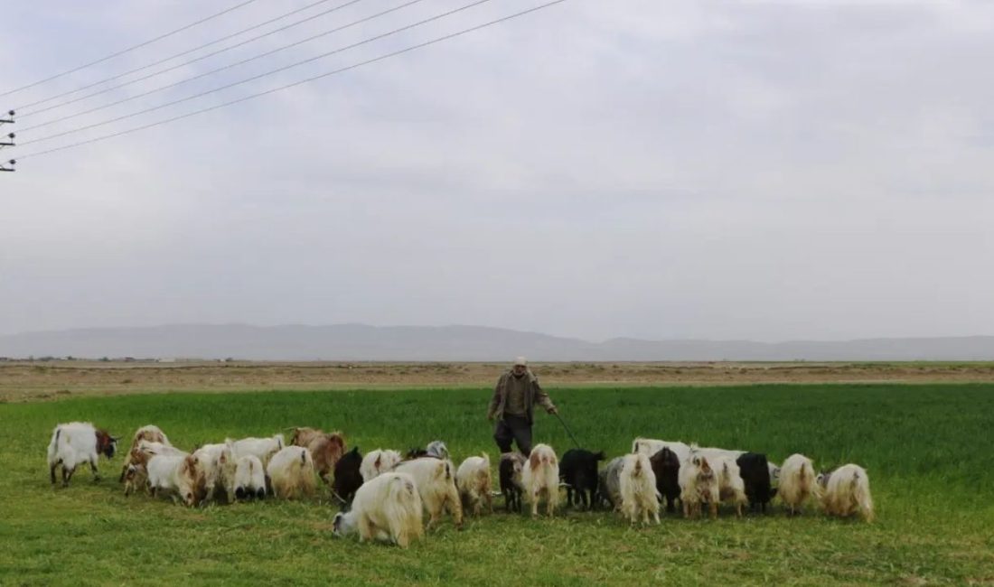 Afganistan Mülteciler ve Geri Dönüş
